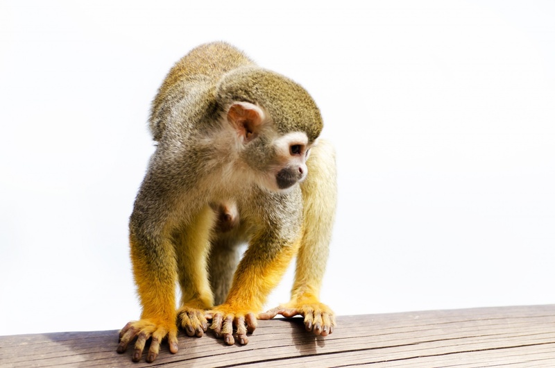 snout, one animal, rainforest, outside, monkey, primate, full length, sciureus, animal wildlife, tree, natural, young animal, amazon, face, 1080P, looking