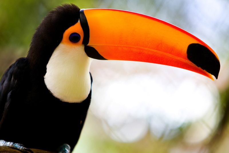 no people, tropical Bird, amazon Rainforest, 2K, bird, forest, multi Colored, one animal, beauty In Nature, bird Watching, yellow, rainforest, wildlife