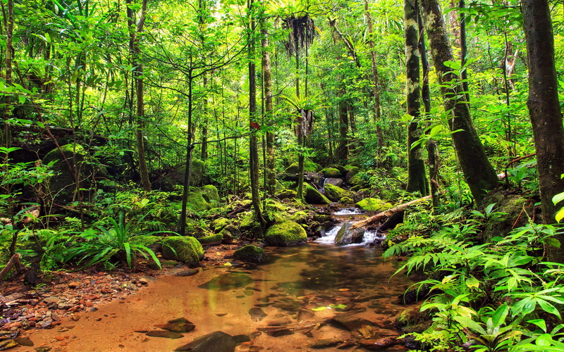 water, jungle, plant, national, woodland, tree, park, nature, masoala, mountain, green color, hd, day, stream - flowing water, outdoors, stream, growth