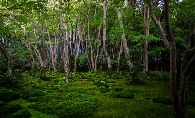 day, green color, tranquility, outdoors, beauty in nature, foliage, land, scenics - nature, pine woodland, forest, daytime, woodland, non-urban scene