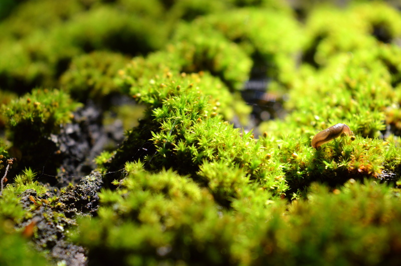 day, mohapárna, timber, moss, growth, no people, green moss, plant, food, green, stump, outdoors, plant part, color moss, log, leaf, vegetable, undergrowth