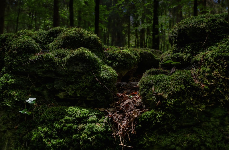 green, scenics - nature, beauty in nature, growth, wild, tranquil scene, mossy, outdoors, non-urban scene, moss, hedge, forest, view, idyllic, rainforest
