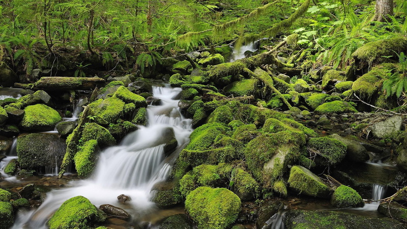 waterfall, forest, moss, rock, rocks, mossy, 1920x1080, falls, nature, 1080P, water