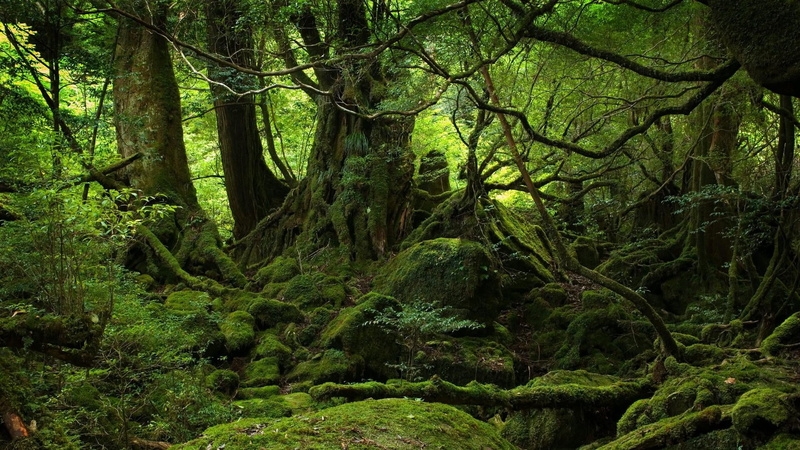 foliage, trunk, moss, tree trunk, rainforest, land, mossy, growth, green color, scenics - nature, nature, forest, non-urban scene, tree, idyllic, tranquil scene