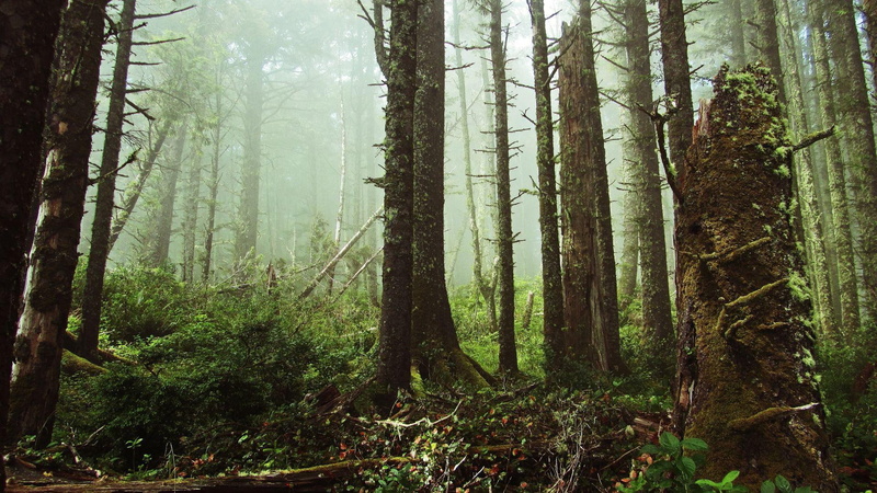 mossy, brown, 1920x1080, tree, nature, forest, trees, 1080P