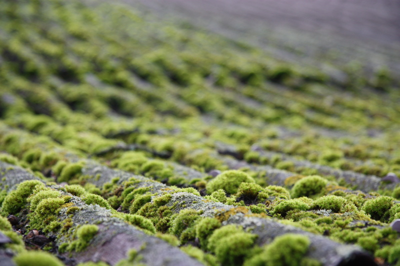 close-up, food and drink, landscape, macro, agriculture, abundance, mossy, full frame, environment, scenics - nature, day, growth, food, 4K, bryophytes