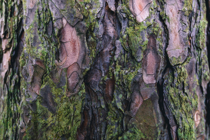 rainforest, tranquility, nature, growth, tree trunk, day, photo, trunk, bark, outdoors, plant, plant bark, 4K, Earth, tree, close-up, beauty in nature