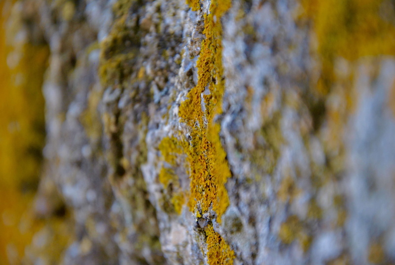 full frame, micro, outdoors, nature, tree trunk, rock, tree, day, plant bark, growth, plant, no people, lichen, rock - object, close-up, selective focus