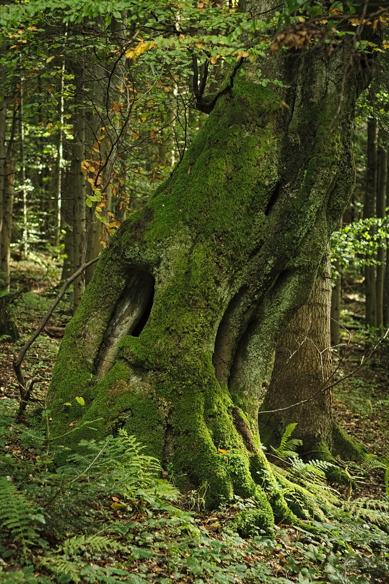 no people, land, trunk, forest, foliage, tranquil scene, day, rainforest, the bark, 4K, mossy, tranquility, lush foliage, tree, green, scenics - nature