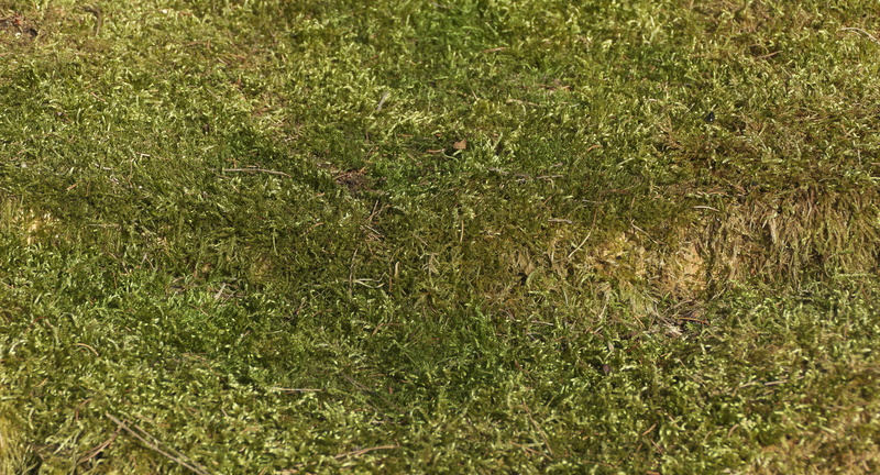 mossy, no people, dry, plant, nature, high angle view, pattern, texture, geometric, field, growth, tranquil scene, tranquility, small plant, structure
