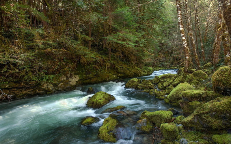 mossy, 1920x1200, moss, green, rock, 1080P, rocks, river, nature, tree