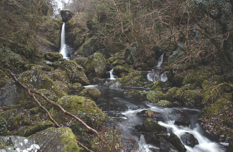 waterfalls, plant, scenics - nature, beauty in nature, no people, flowing, flow, growth, stream - flowing water, Mossy rocks, long exposure, branches, creek