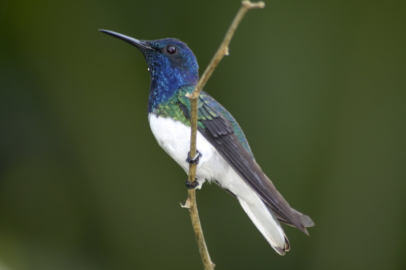 animal, flying, tree branch, Florisuga mellivora, White-necked  Jacobin, White-necked jacobin, Florisuga  mellivora, jacobin, hummingbird, wildlife, branch