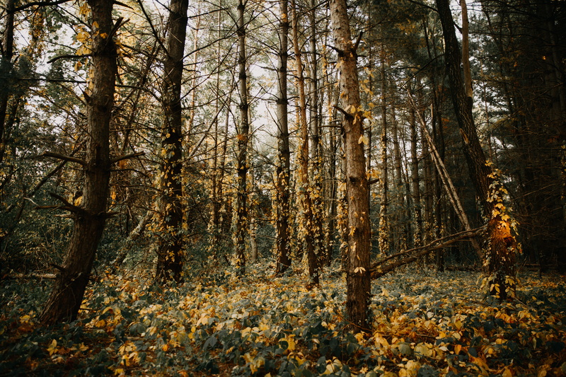 scenics - nature, brown, 5K, change, lost, land, beauty in nature, big woods lake, woodland, travel, day, outdoors, autumn, no people, tranquil scene