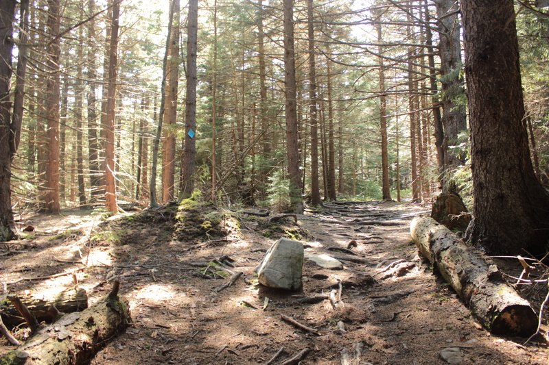 tranquility, outdoors, west virginia, woodland, growth, trunk, scenics - nature, woods, united states, depth, sunlight, idyllic, spruce knob, tree trunk