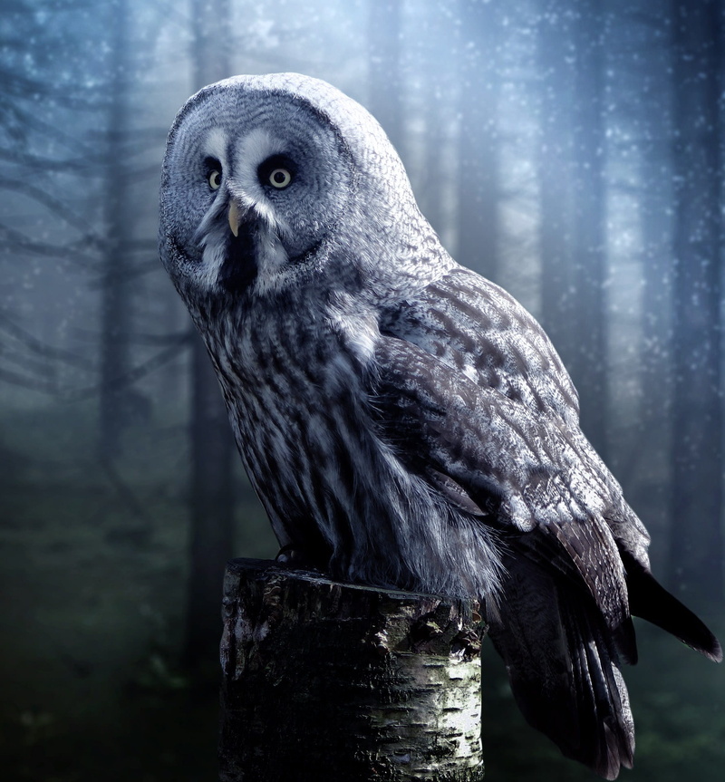 tree, 1080P, adventure, magic, beautiful, grey, wooden post, dreamy, mysterious, halloween, fairy, animal themes, nature, focus on foreground, close-up