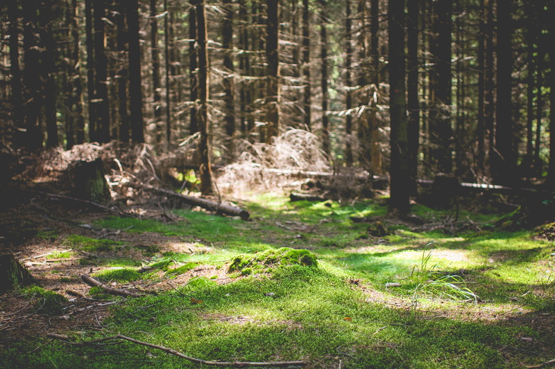 growth, tranquility, trail, plant, scenics - nature, wilderness Area, landscape, woodland, trunk, land, 4K, woods, nature, green, color Image, no People