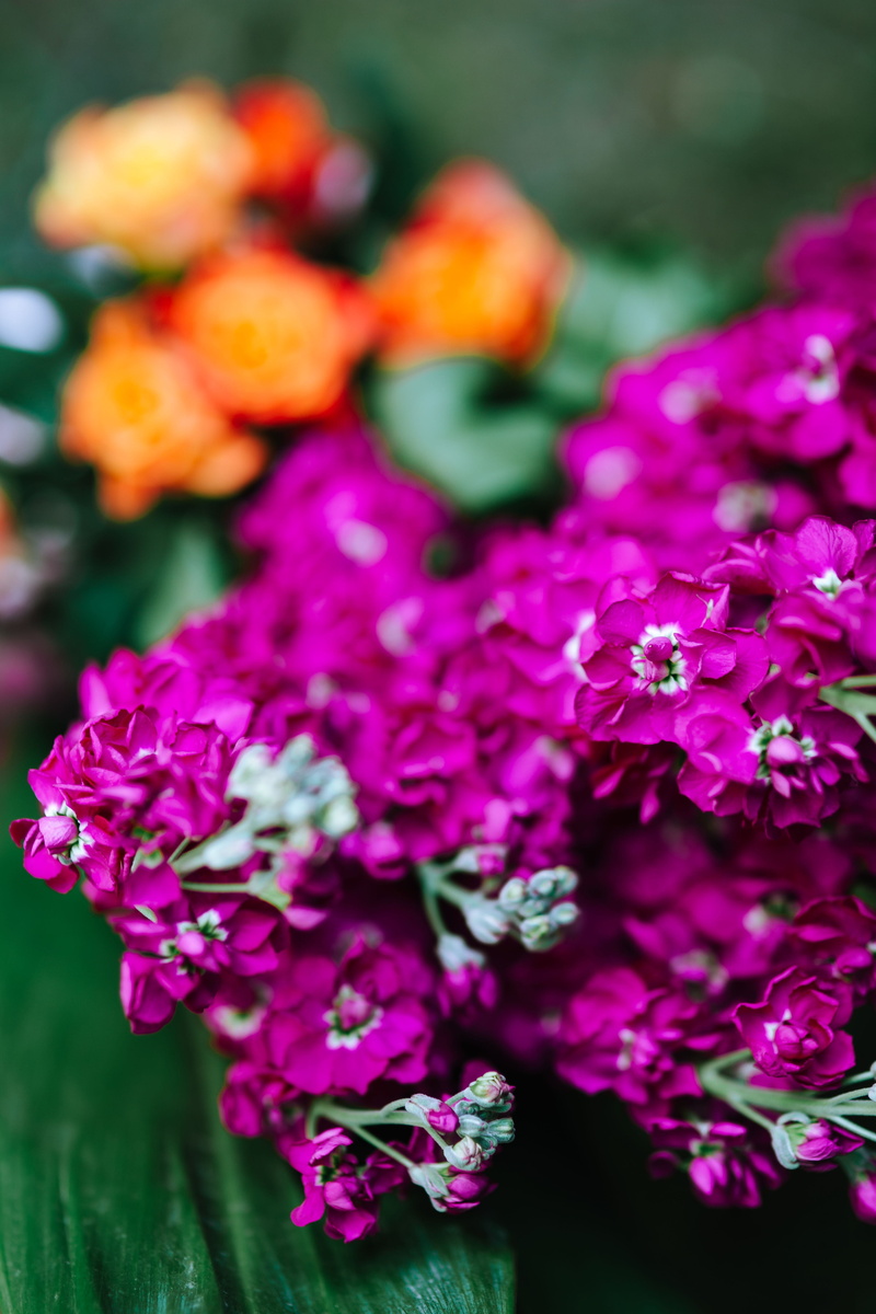 flower, flora, botany, leaf, flowering plant, vulnerability, summer, Flowers, Colorful, springtime, freshness, fragility, flower arrangement, inflorescence