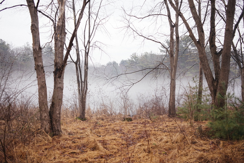 rainy, nature, water, woodland, foggy pond, tranquil scene, no people, change, tree trunk, plant, day, foggy, land, 5K, outdoors, woodsy, beauty in nature