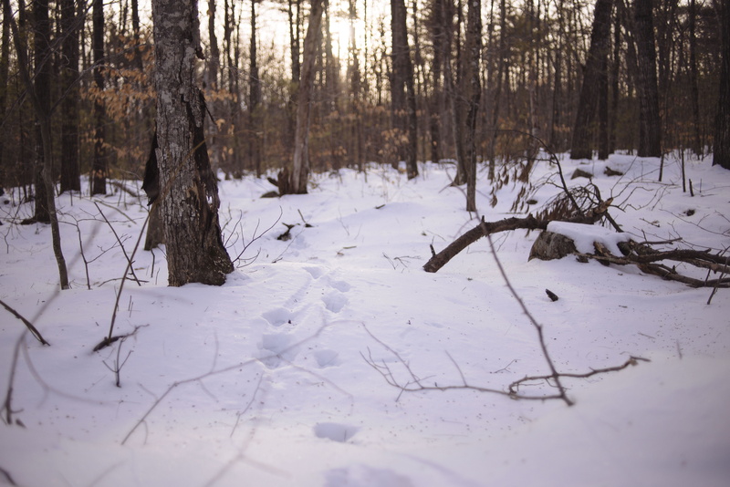 winter, animal tracks, snow, covering, forest, nature, snowy, field, beauty in nature, white color, non-urban scene, 5K, in the woods, no people, winter walk