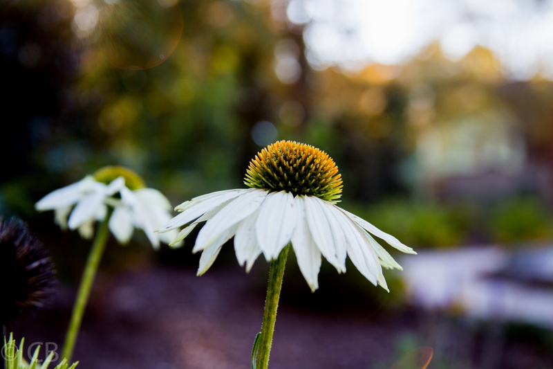 flower, Secret Garden, close-up, daisy, plant, photography, summer, White Daisy, nature, focus, shallow focus, white, petal, 5K, Garden White, flowers