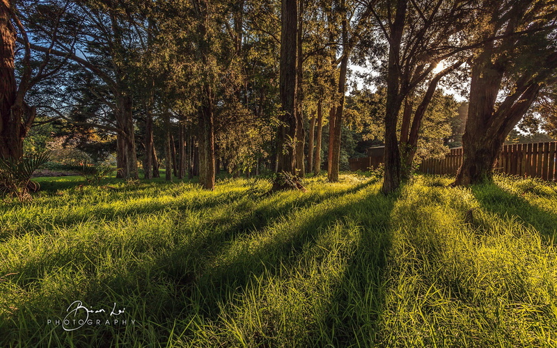 botanics, green color, secret, landscape, no people, tree trunk, tree, land, tranquil scene, day, beauty in nature, field, outdoors, tranquility, scenics - nature