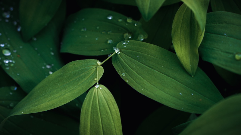 food and drink, drop, droplets, plant part, nature, close-up, green, growth, flower, outdoors, freshness, photo, beauty in nature, no people, rain, dew
