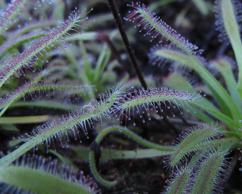 carnivorous, flower, 4K, leaves, beauty in nature, droplets, carnivores, sticky, freshness, drosera capensis, close-up, green color, vulnerability, plant