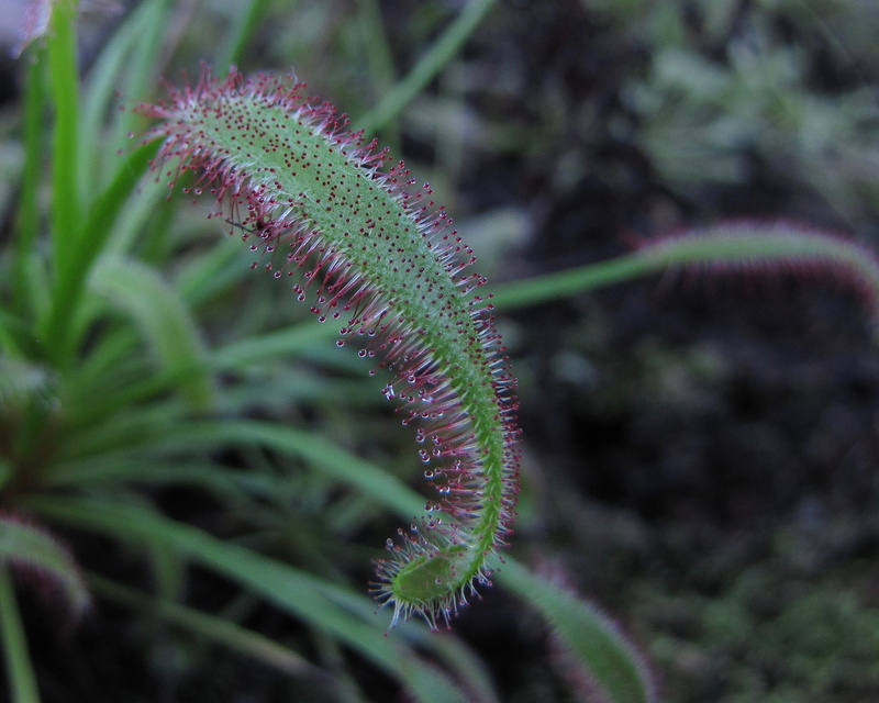drosera capensis, growth, beauty in nature, pink color, no people, sticky, day, close-up, green color, flower, carnivores, carnivore, focus on foreground
