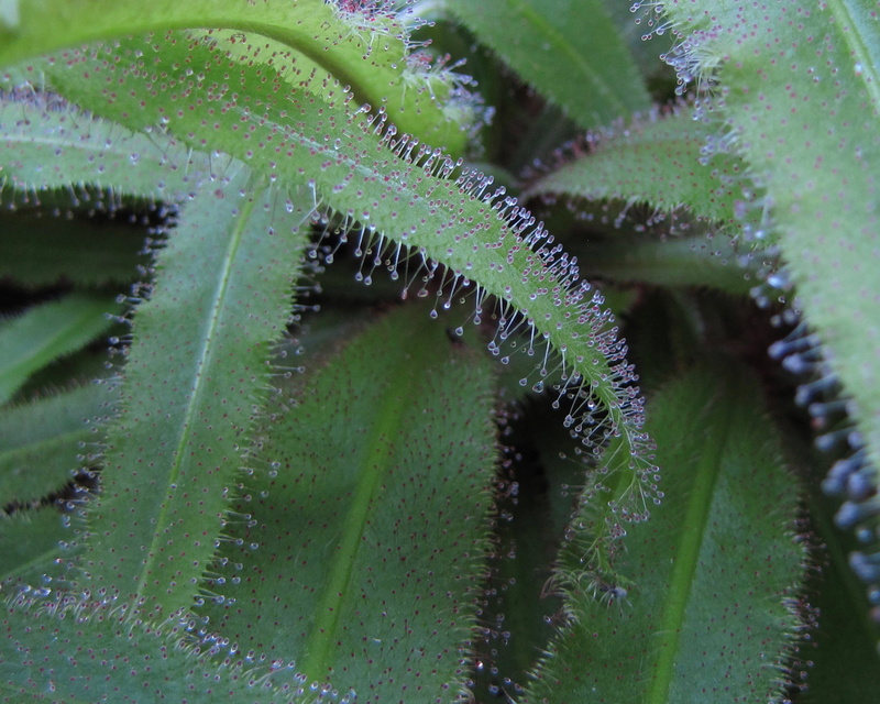 pattern, vulnerability, droseraceae, green, beauty in nature, backgrounds, tentacles, outdoors, green color, botany, plant part, 4K, no people, carnivorous