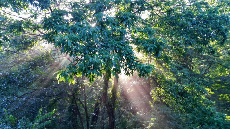 beautiful mist fog, Sun, tranquility, park, lush foliage, Enchanted Forest, outdoors, leaf, growth, streaming, trees, 4K, landscape sunrise, land, rays