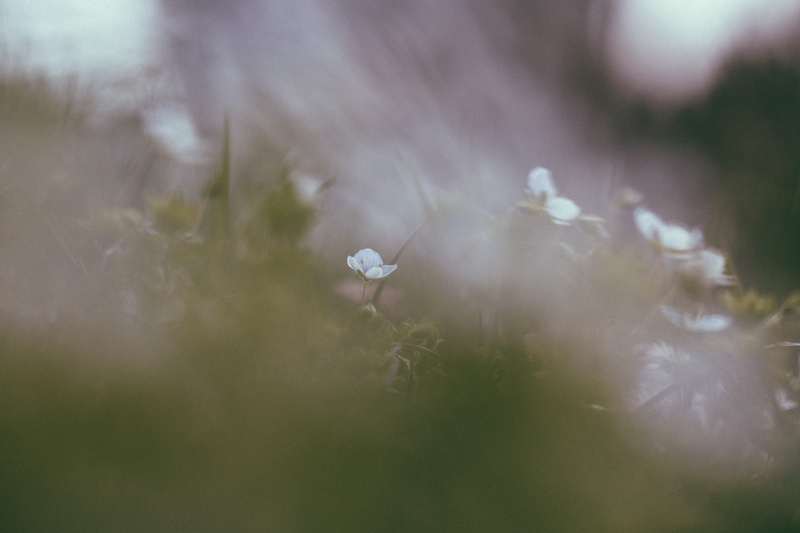 close-up, fragility, secret garden, environment, growth, springtime, 5K, outdoors, beauty in nature, land, softness, grass, vulnerability, plant, freshness