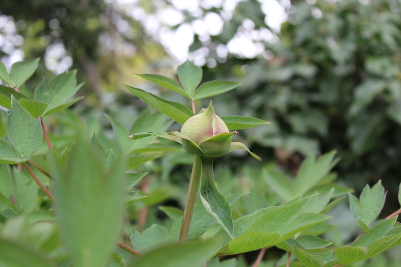 selective focus, close-up, fruit, nature, healthy eating, plant, day, beauty in nature, 1080P, growth, tree, freshness, plant part, food, no people, secret garden