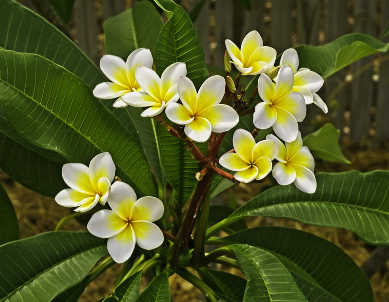 queens gardens, freshness, frangipani, nature, yellow, vulnerability, leaf, townsvilles best kept secret, plant, flower head, green color, townsville, close-up