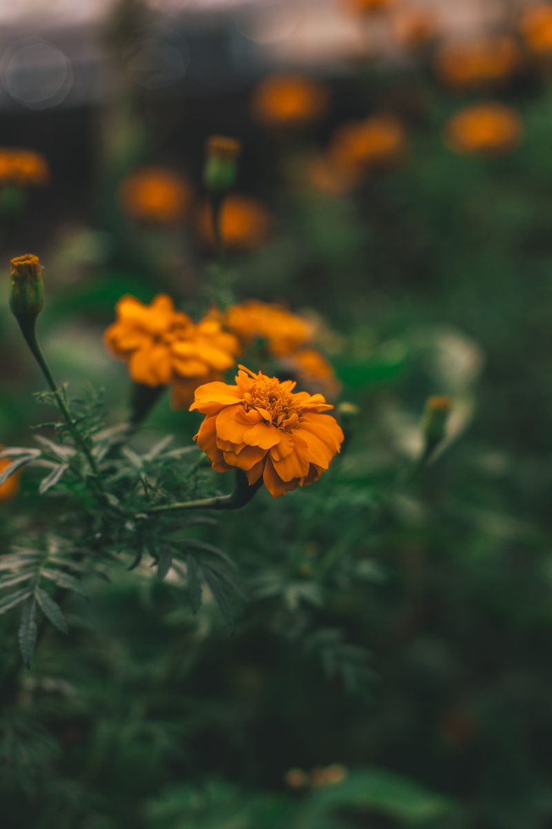 5K, aster, orange color, growth, petaling jaya, no people, vulnerability, flower head, petal, inflorescence, selective focus, asteraceae, beauty in nature