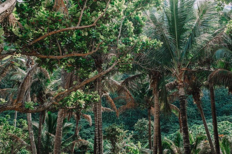 tranquility, tropical tree, arbour, no people, tranquil scene, plant, arecaceae, 5K, rainforest, scenics - nature, mammal, bamboo - plant, land, garden