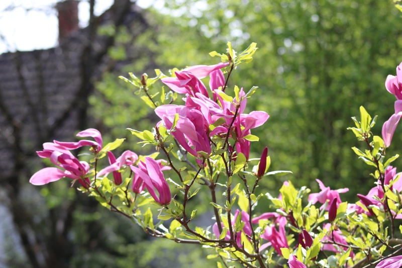 van, tree, 1080P, plant, inflorescence, blossom, flower, day, flowering plant, nature, growth, flower head, focus on foreground, springtime, plant part