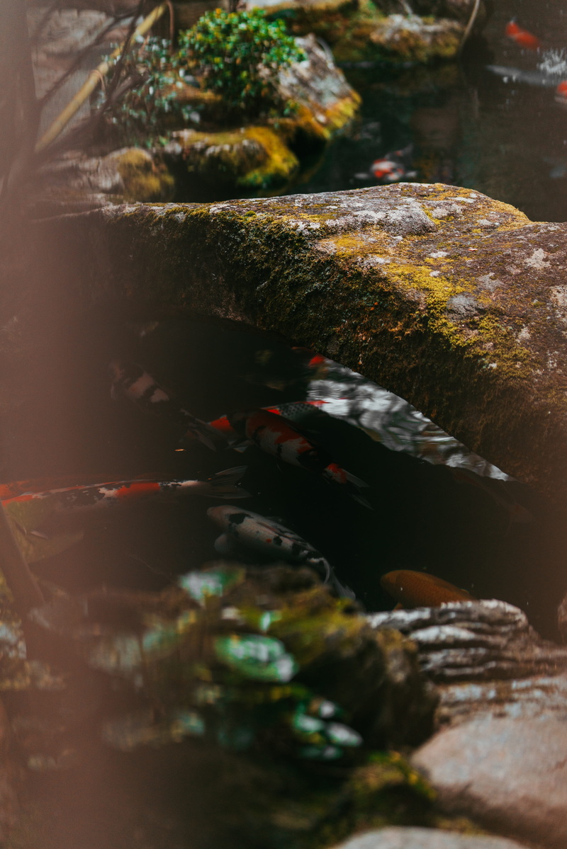 rock, bridge, pond, secret garden, amanita, fish, selective focus, water, bird, flare, day, underwater, solid, 4K, animal, mushroom, close-up, sea, algae