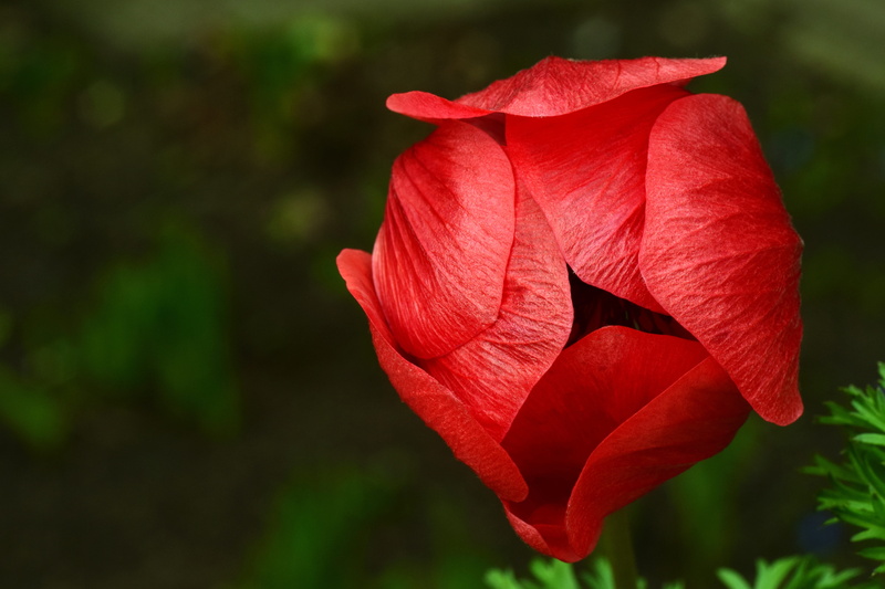 no people, poppy flower, growth, bloom, flowering plant, protected, outdoors, flower, anemone, poppy, beauty in nature, nature, blossom, close-up, garden