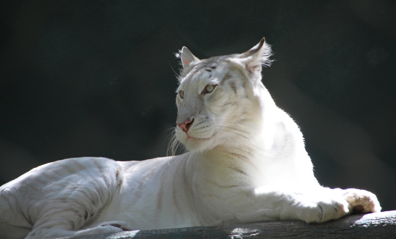 Big  Cat, Mirage, animal, mammal, photo, undomesticated Cat, Cats, nature, feline, albino, tiger, 5K, Secret  Garden, White Tiger, whisker, wildlife, carnivore
