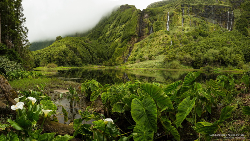 Nature, lush, azores, portugal, landscape, 2K