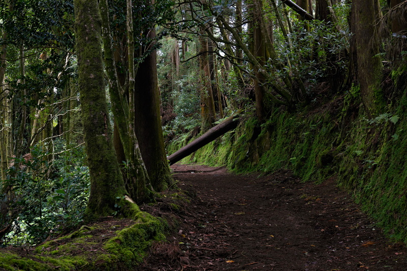 Portugal, trees, greens, moss, 2K, forest, Azores, path