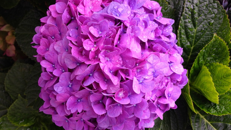 petal, vulnerability, fragility, outdoors, purple, flower, hydrangea, dew, plant part, close-up, roxo, inflorescence, green, beauty in nature, hortênsia