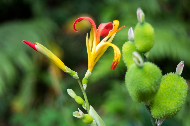 plant, close-up, no people, comanche, freshness, flowering plant, day, green color, bud, nature, 5K, flower, beauty in nature, growth, inflorescence, focus on foreground