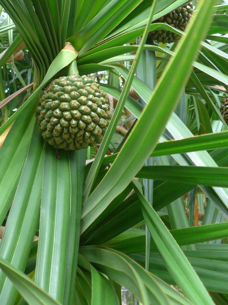 beauty in nature, pandanus, close-up, day, exoticism, food, no people, fruit, 1080P, leaf, focus on foreground, exotic, food and drink, nature, freshness