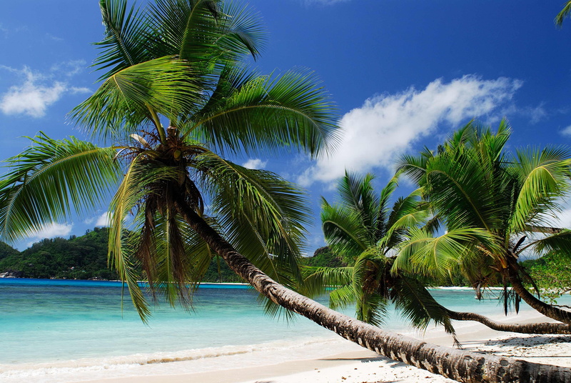 tourism, relaxation, sandy, water, scenics - nature, palm leaf, palm Tree, travel, cloud - Sky, vacations, backgrounds, green, travel Destinations, nature