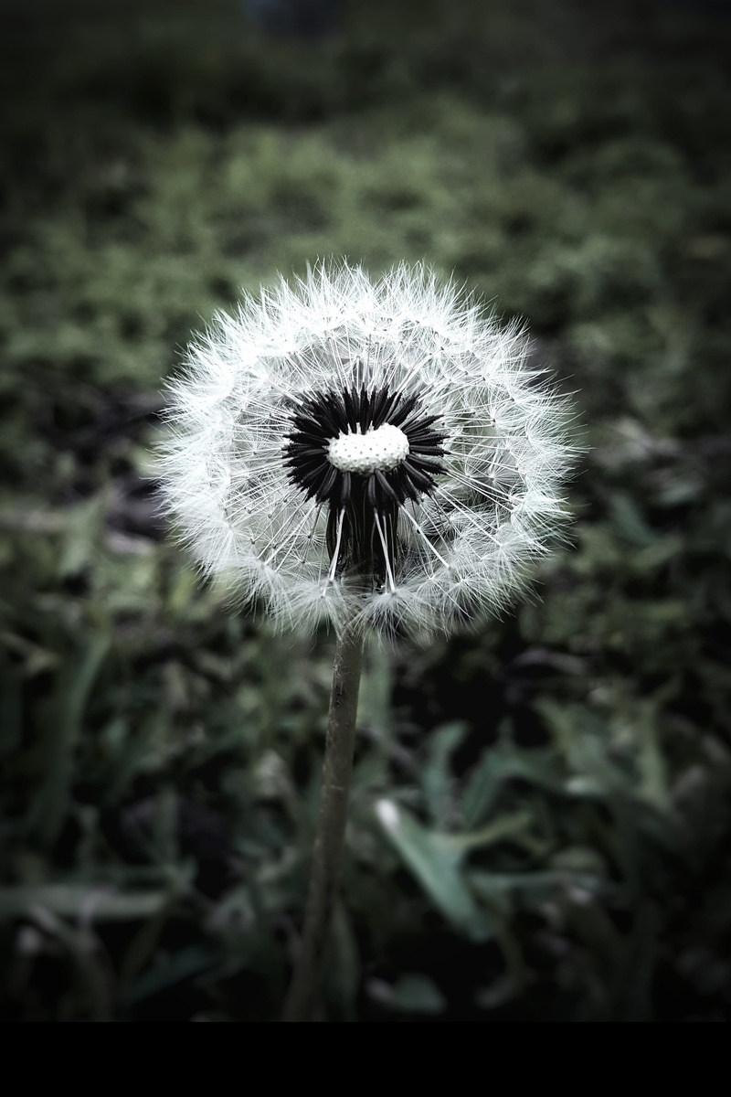 softness, beautiful, nice, fragility, outdoors, no people, land, dandelion seed, inflorescence, vivid, plant, growth, flower, vulnerability, nature, close-up