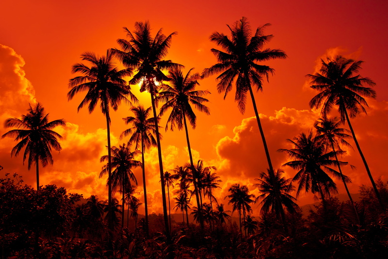 orange Color, trees, sand beach, coconut Palm Tree, land, Coconut palms, sky, back Lit, the sky, island, water, romantic sky, sun, outdoors, beauty In Nature