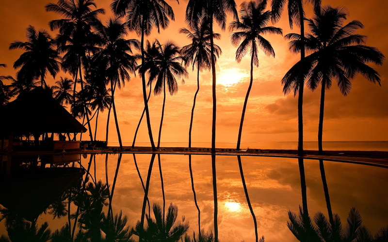 coconut Palm Tree, tranquil Scene, palm leaf, relaxation, landscape, island, tree, tranquility, sky, coastline, thailand, sunset, brown, blue, sun, swimming pool