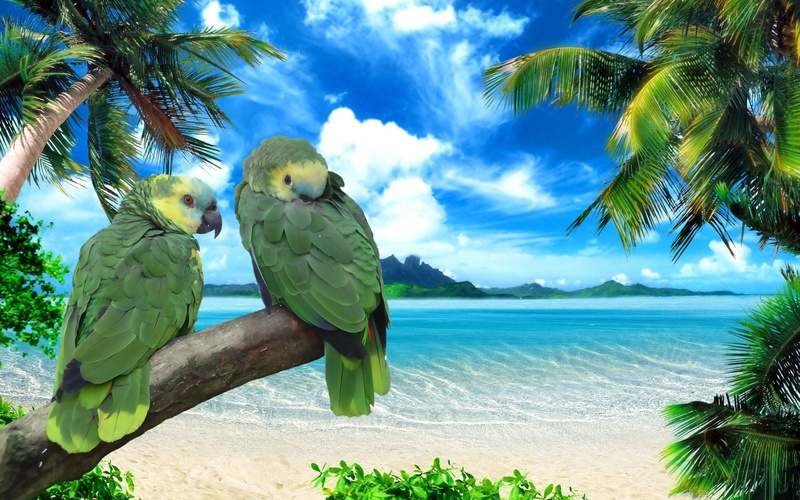 nature, plant, no People, exoticism, vacations, animal wildlife, tropical Rainforest, turquoise colored, caribbean Sea, day, beach, landscape, blue, vertebrate